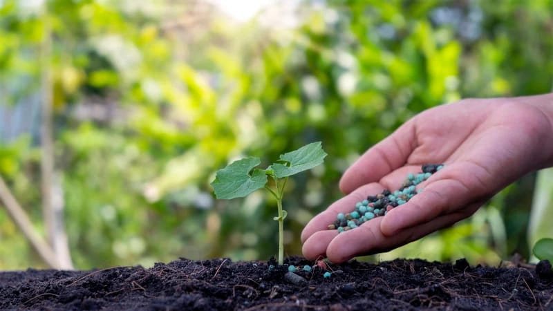 woman putting fertilizer on plant