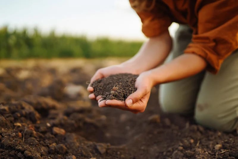woman holding dirt in her hands