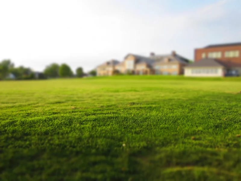 Residential Lawn close-up