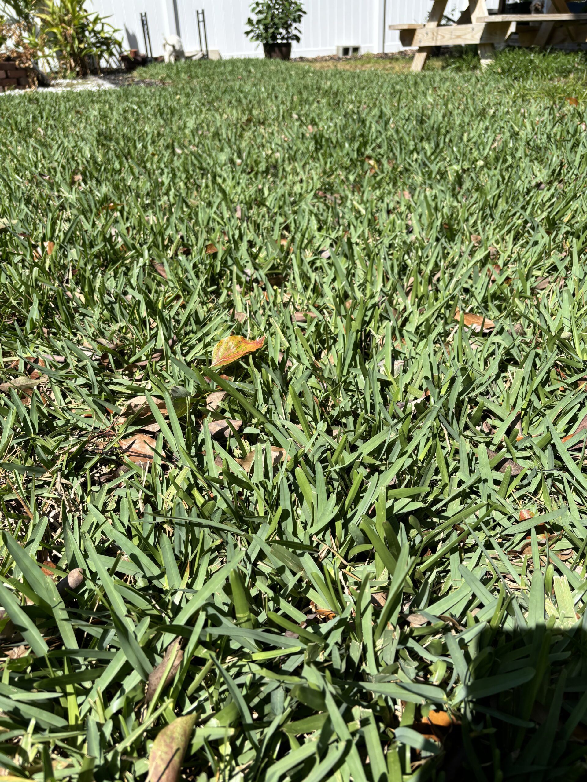 St. Augustine Grass