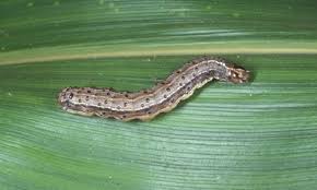 armyworms