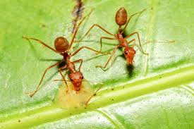 Fire Ants