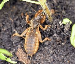 mole crickets