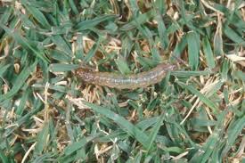 Sod Webworms